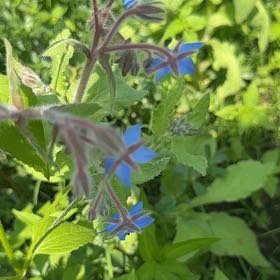 Photo of the plant species Borage by @MajorClusia named Remington on Greg, the plant care app