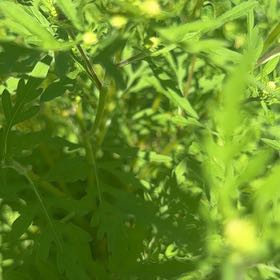 Photo of the plant species Roman Wormwood by @MajorClusia named Emerson on Greg, the plant care app