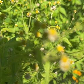 Photo of the plant species Hairy Galinsoga by @MajorClusia named Gates on Greg, the plant care app