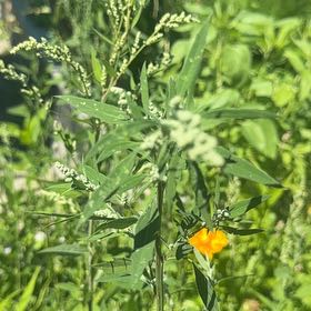 Photo of the plant species Roman Wormwood by @MajorClusia named Dax on Greg, the plant care app