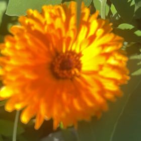 Photo of the plant species Marigold by @MajorClusia named Ulysses S Plant on Greg, the plant care app