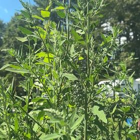 Photo of the plant species Chrysanthemum Weed by @MajorClusia named Darwin on Greg, the plant care app