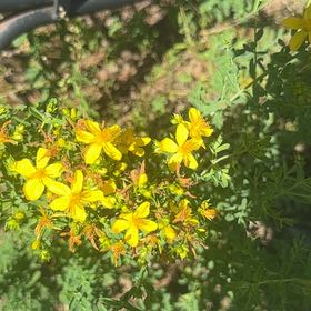 Photo of the plant species Common St. John's Wort by @MajorClusia named Rihanna on Greg, the plant care app
