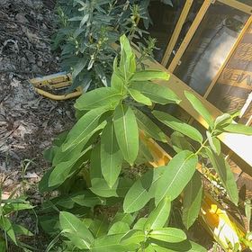 Photo of the plant species Asclepias Syriaca by @MajorClusia named Elina on Greg, the plant care app