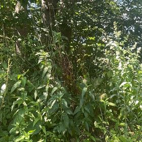 Photo of the plant species Earth Apple by @MajorClusia named Huckleberry Fern on Greg, the plant care app