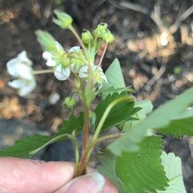 Photo of the plant species Scarlet Strawberry by @MajorClusia named Tupot amaroot on Greg, the plant care app