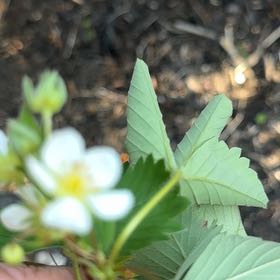 Photo of the plant species Scarlet Strawberry by @MajorClusia named James Dean on Greg, the plant care app