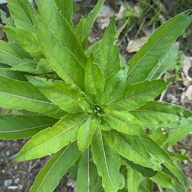 Photo of the plant species Common Evening-Primrose by @MajorClusia named Delilah on Greg, the plant care app