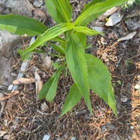 Photo of the plant species Seaside Goldenrod by @MajorClusia named Kesha on Greg, the plant care app