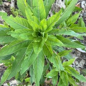 Photo of the plant species Common Evening-Primrose by @MajorClusia named Gregarious on Greg, the plant care app