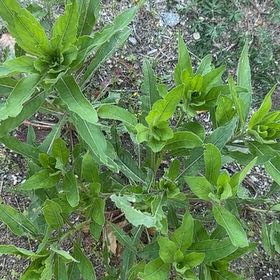 Photo of the plant species Common Evening-Primrose by @MajorClusia named Hemingway on Greg, the plant care app