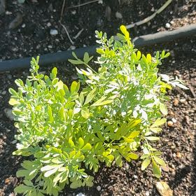 Photo of the plant species Garden Rue by @MajorClusia named LiloStitch on Greg, the plant care app