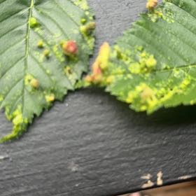 Photo of the plant species American Elm by @MajorClusia named Lavender on Greg, the plant care app