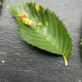 Photo of the plant species Siberian Elm by @MajorClusia named Tree Diddy on Greg, the plant care app