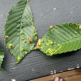 Photo of the plant species American Elm by @MajorClusia named Baesil on Greg, the plant care app