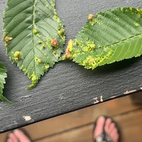 Photo of the plant species Siberian Elm by @MajorClusia named Sage on Greg, the plant care app
