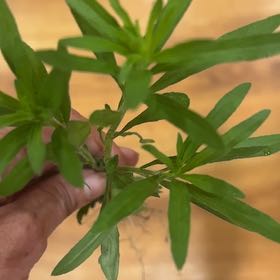 Photo of the plant species Mexican Burningbush by @MajorClusia named Muhammad Ali on Greg, the plant care app