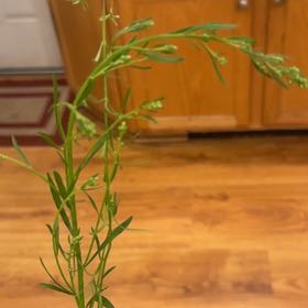 Photo of the plant species Common Flax by @MajorClusia named Shakira on Greg, the plant care app