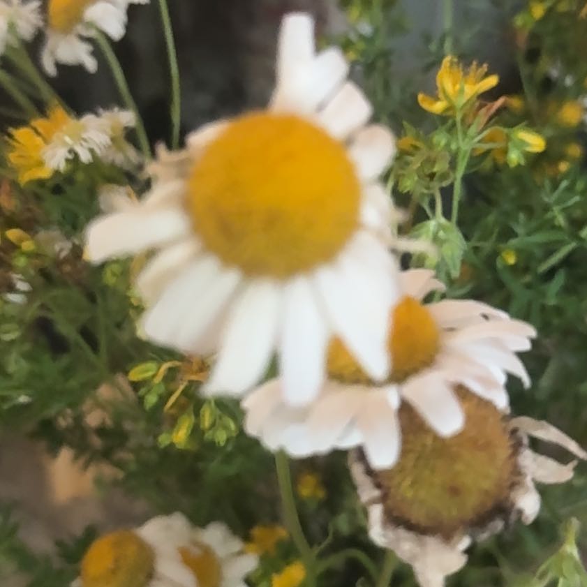 Photo of the plant species German Chamomile by @MajorClusia named Fernie Mac on Greg, the plant care app