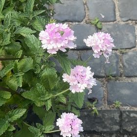 Photo of the plant species Trailing Lantana by @MajorClusia named Denali on Greg, the plant care app
