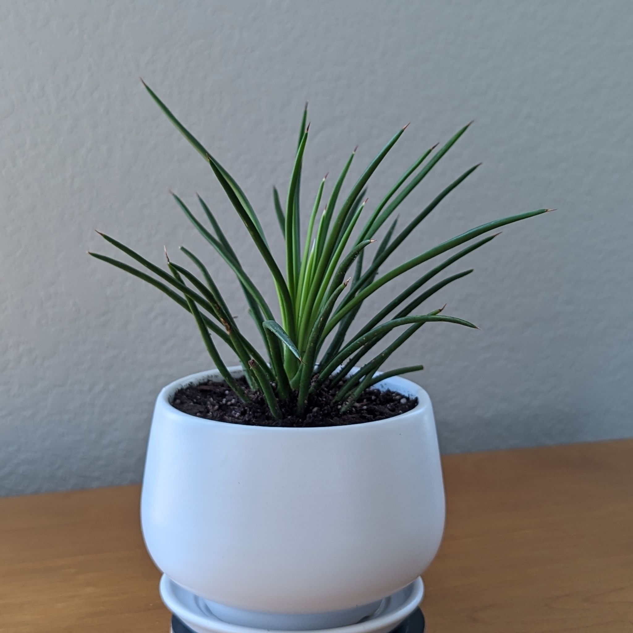 Healthy Twin-Flowered Agave plant in a white pot on a wooden surface.