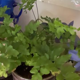 Photo of the plant species Felt Fern by @PluckyDewberry named Eva on Greg, the plant care app