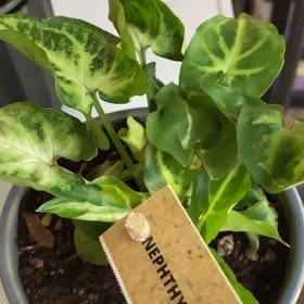 Photo of the plant species Green Nephthytis Plant by @PluckyDewberry named Wall-E on Greg, the plant care app