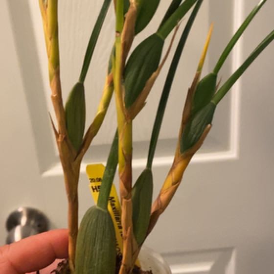 Photo of the plant species Maxillaria Orchid by @AvidHenschicks named Remington on Greg, the plant care app