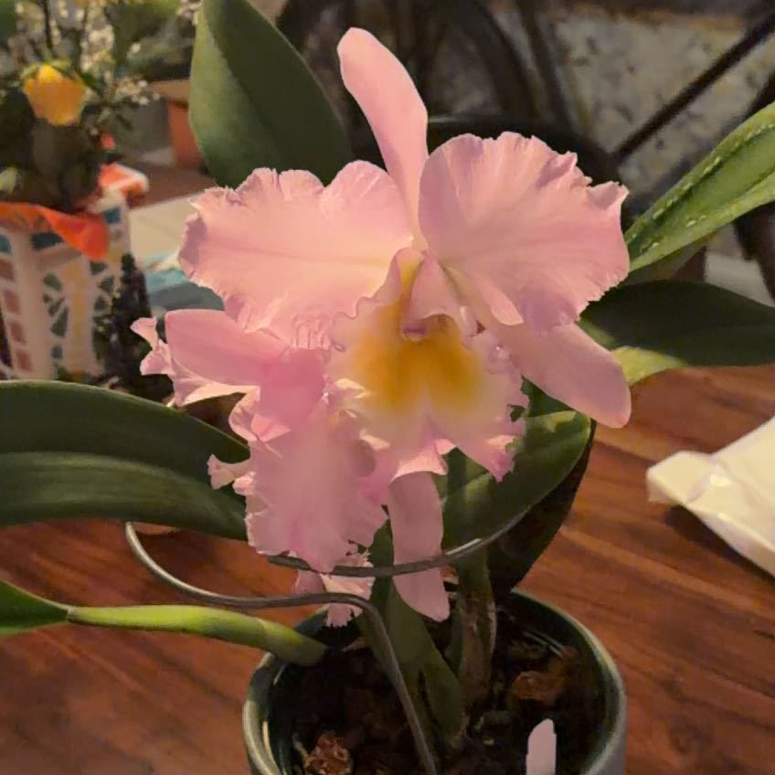 Photo of the plant species King Of Taiwan by @AvidHenschicks named Sonora on Greg, the plant care app