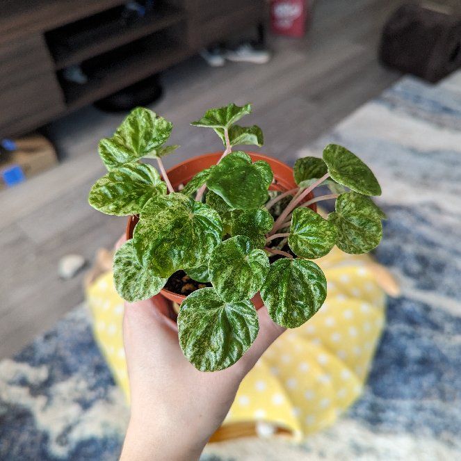 Photo of the plant species Variegated ripple peperomia by @FavoriteCorrea named Gregarious on Greg, the plant care app