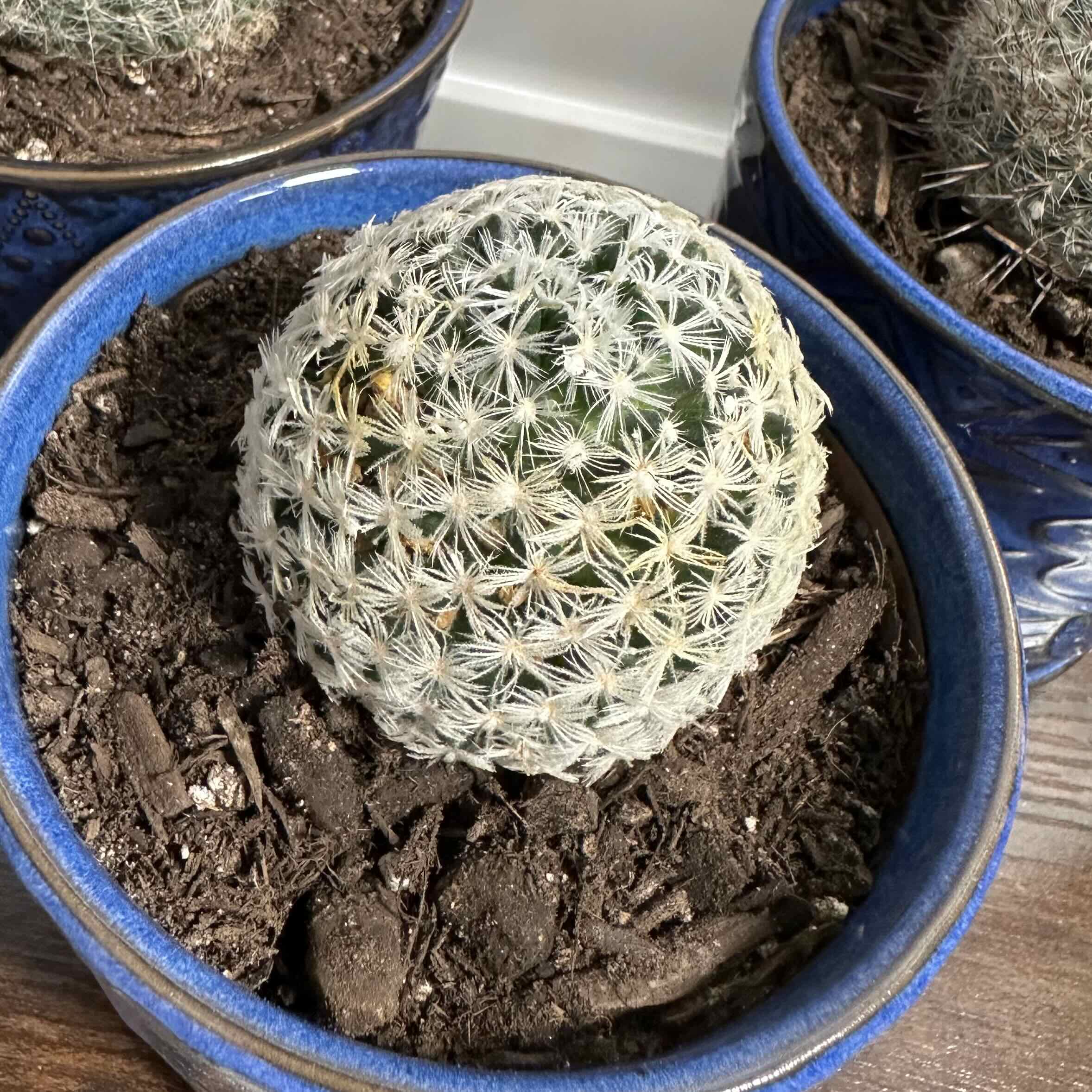 Photo of the plant species Mammillaria duwei by @OodlesBalsamfir named Biznaguita on Greg, the plant care app