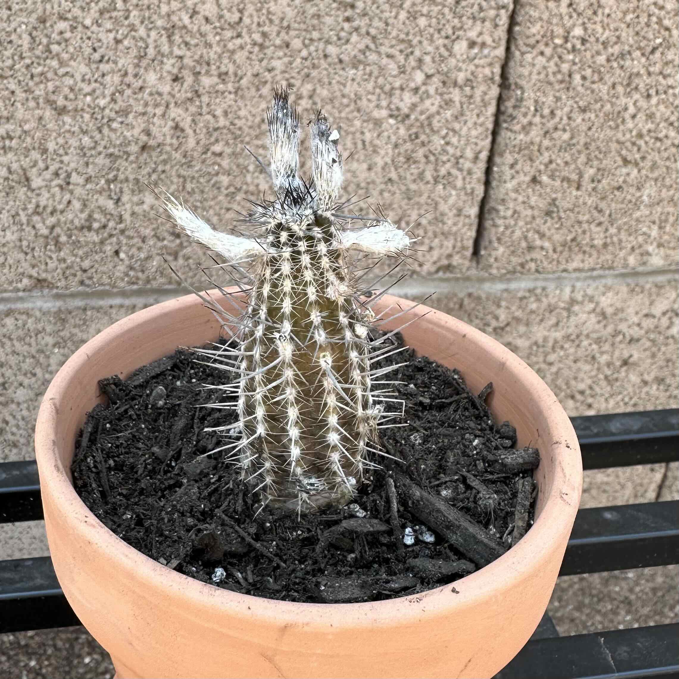 Photo of the plant species Flower of Prayer by @OodlesBalsamfir named Flower of Prayer on Greg, the plant care app