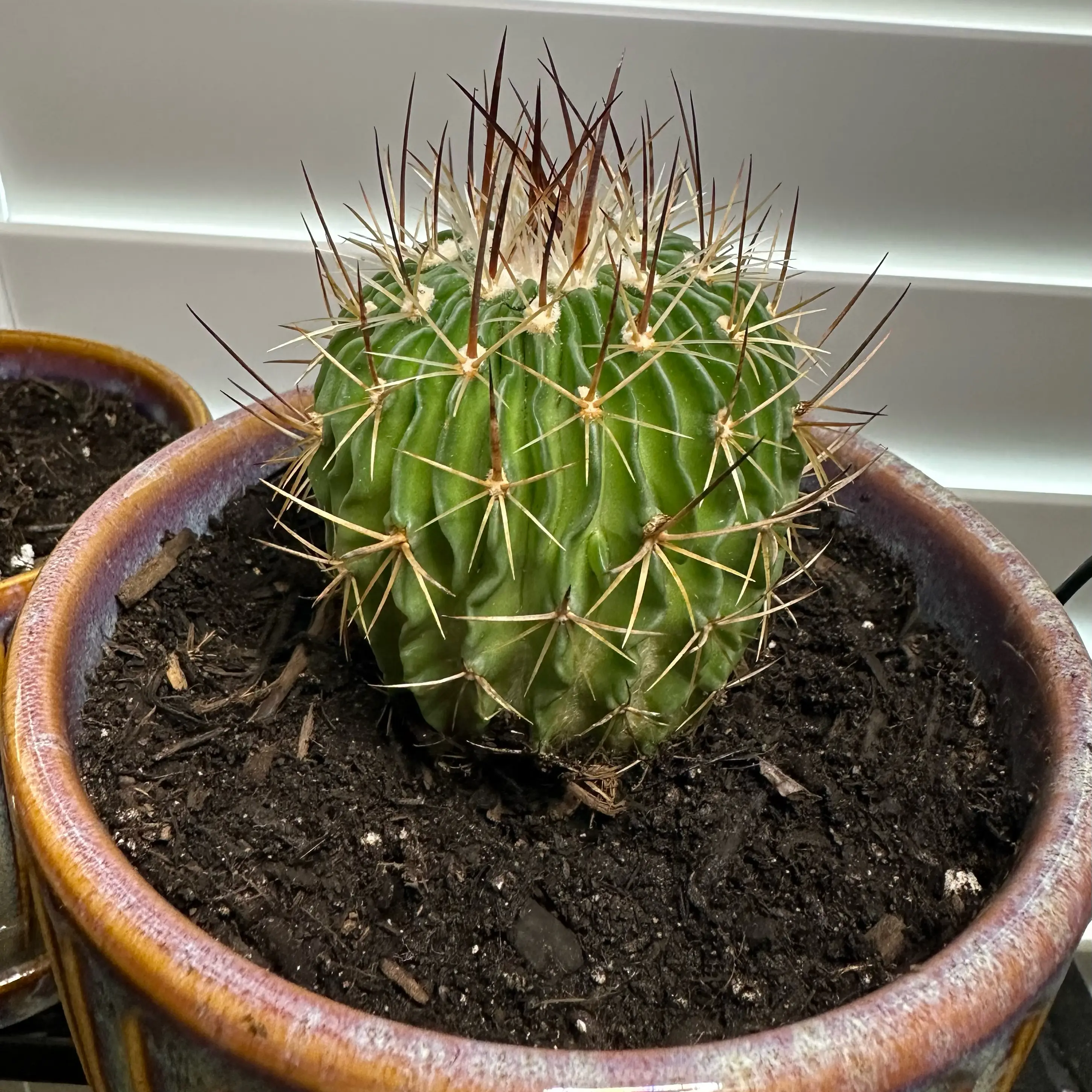 Photo of the plant species Stenocactus crispatus by @OodlesBalsamfir named Stenocactus Crispatus on Greg, the plant care app