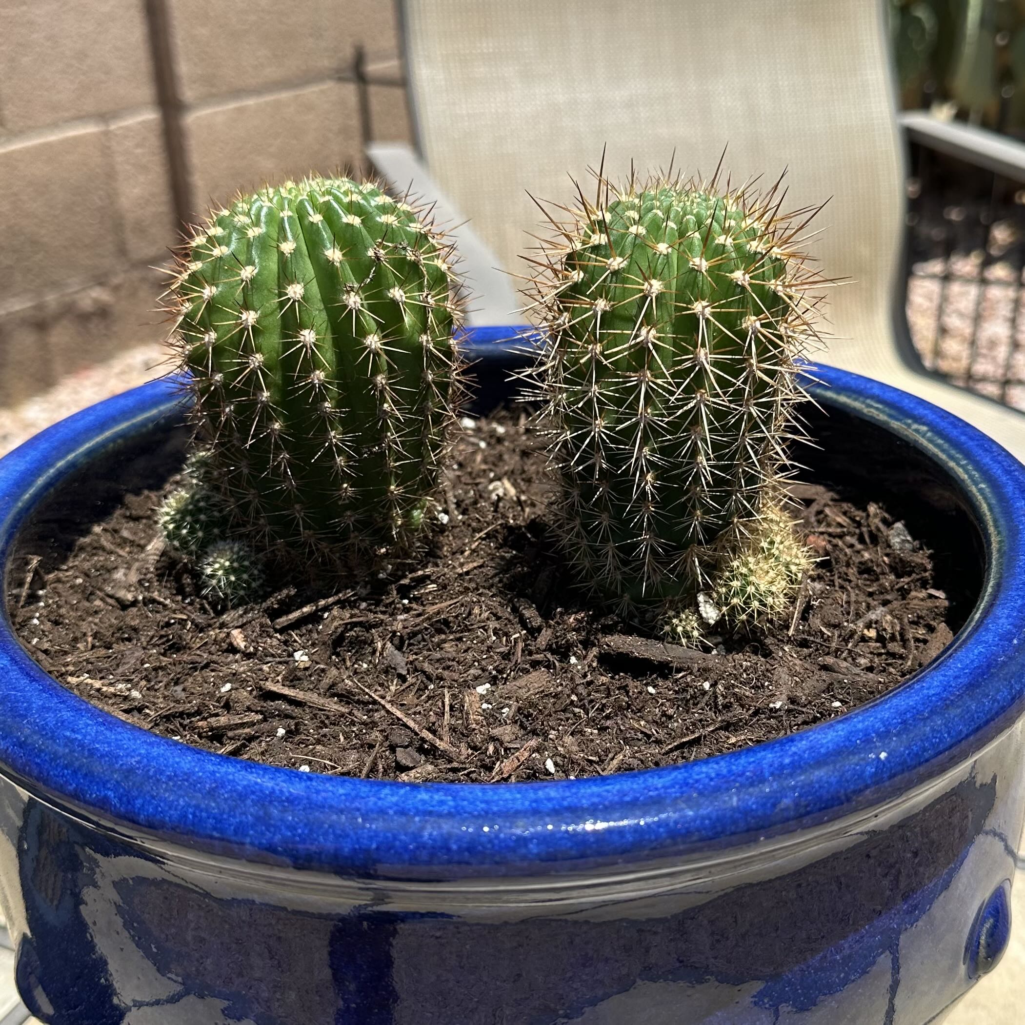 Photo of the plant species Red Torch Cactus by @OodlesBalsamfir named Red Torches on Greg, the plant care app