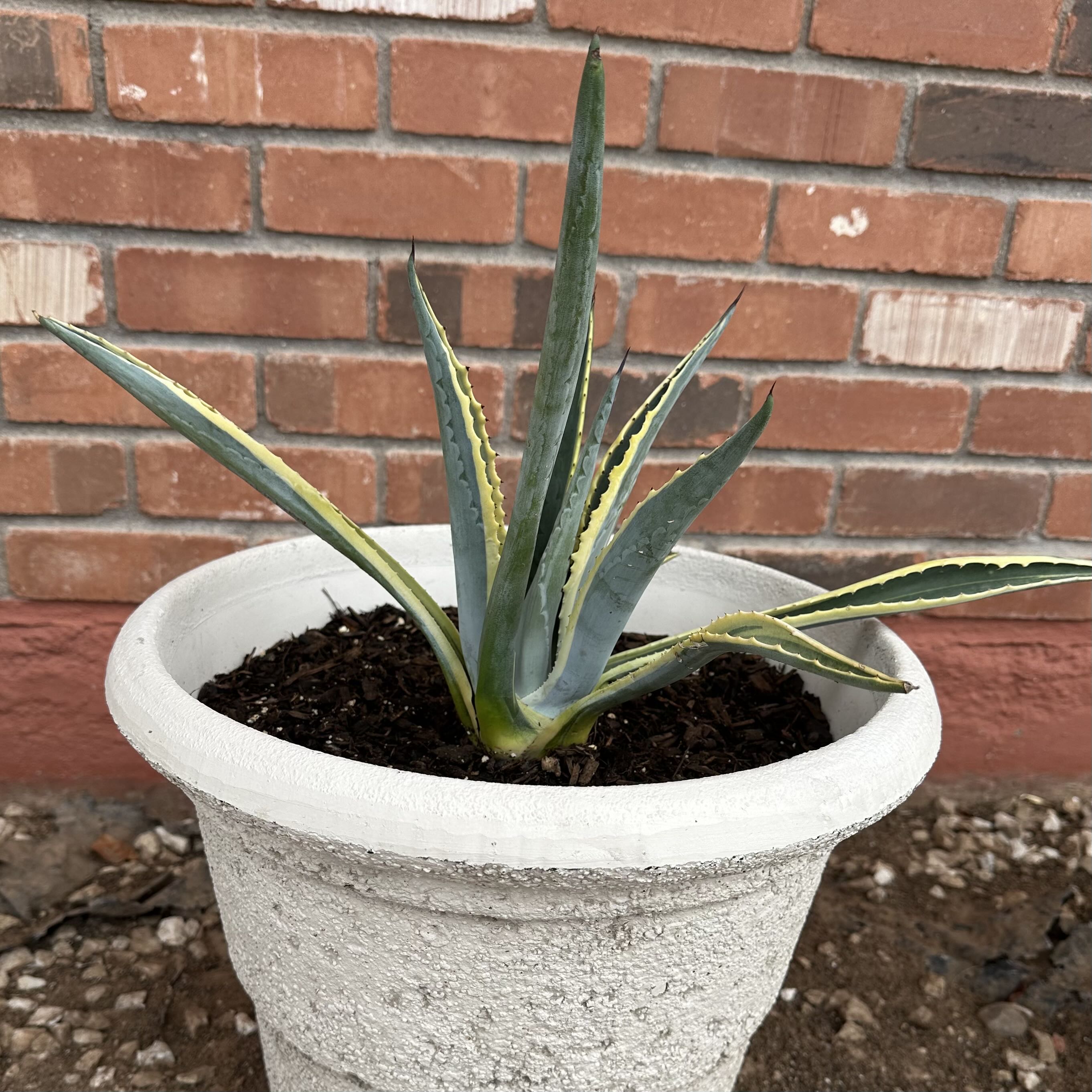 Photo of the plant species Variegated Agave celsii by @OodlesBalsamfir named Variegated Agave on Greg, the plant care app