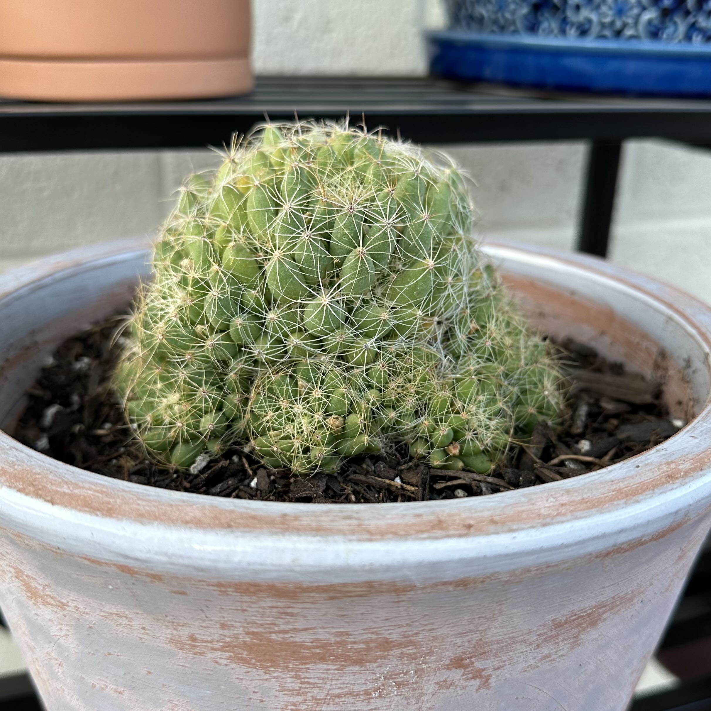 Photo of the plant species Finger Cactus by @OodlesBalsamfir named Finger Cactus on Greg, the plant care app