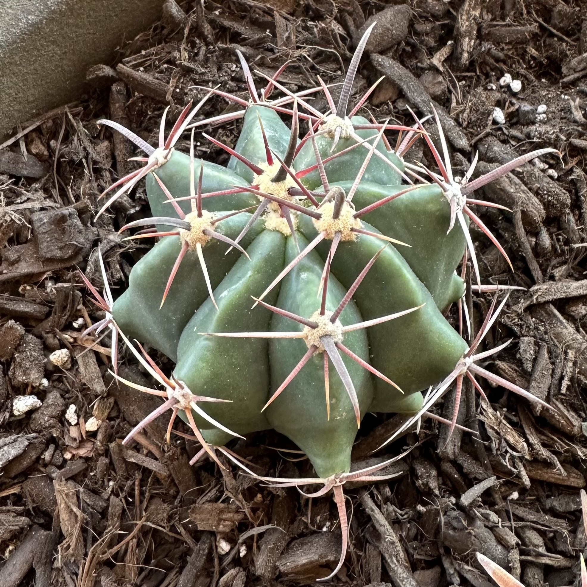 Photo of the plant species Townsend Barrel Cactus by @OodlesBalsamfir named Baja Fire Barrel on Greg, the plant care app