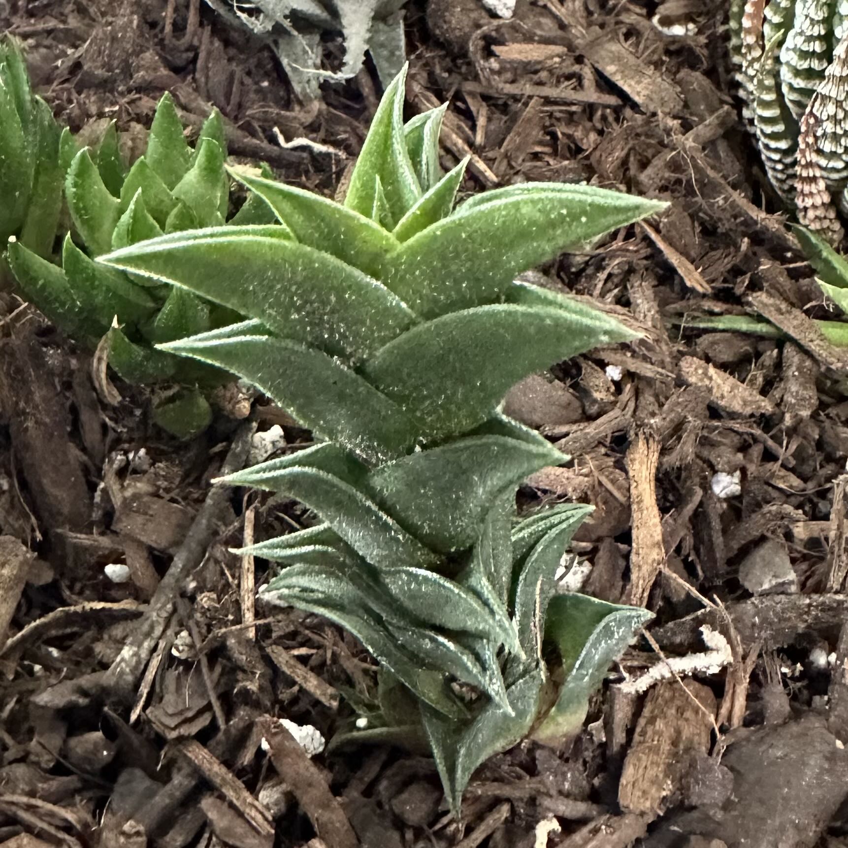 Photo of the plant species Haworthia viscosa by @OodlesBalsamfir named Viscosa on Greg, the plant care app