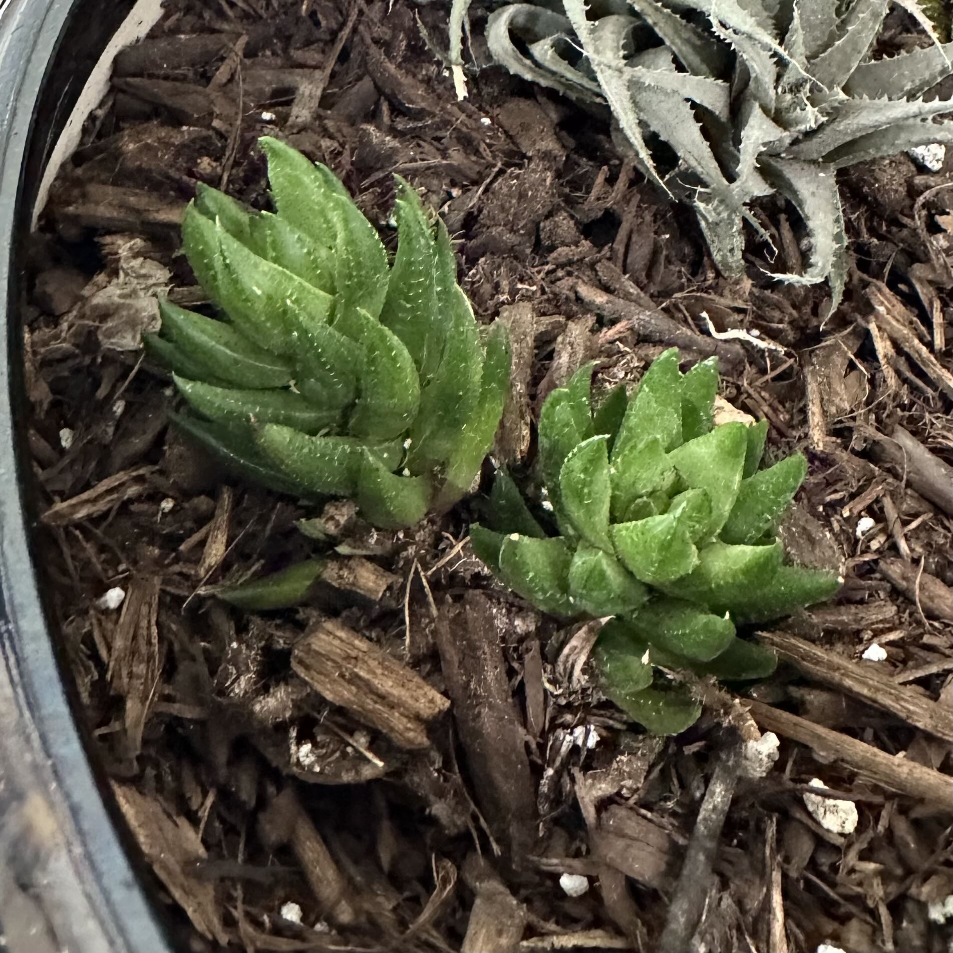 Photo of the plant species Crowded Haworthia by @OodlesBalsamfir named Crowded Haworthia on Greg, the plant care app