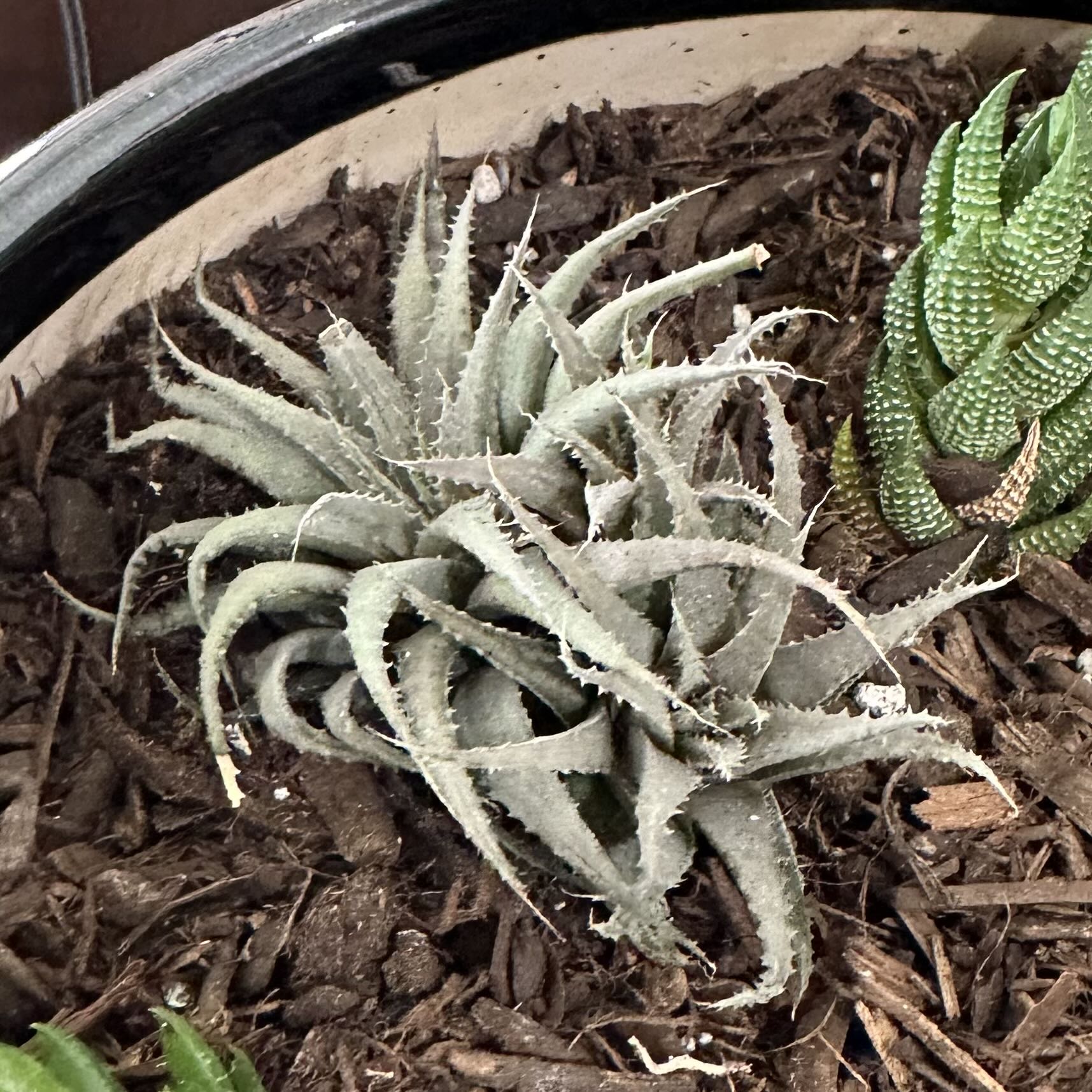 Photo of the plant species Haworthia chloracantha by @OodlesBalsamfir named Chloracantha on Greg, the plant care app