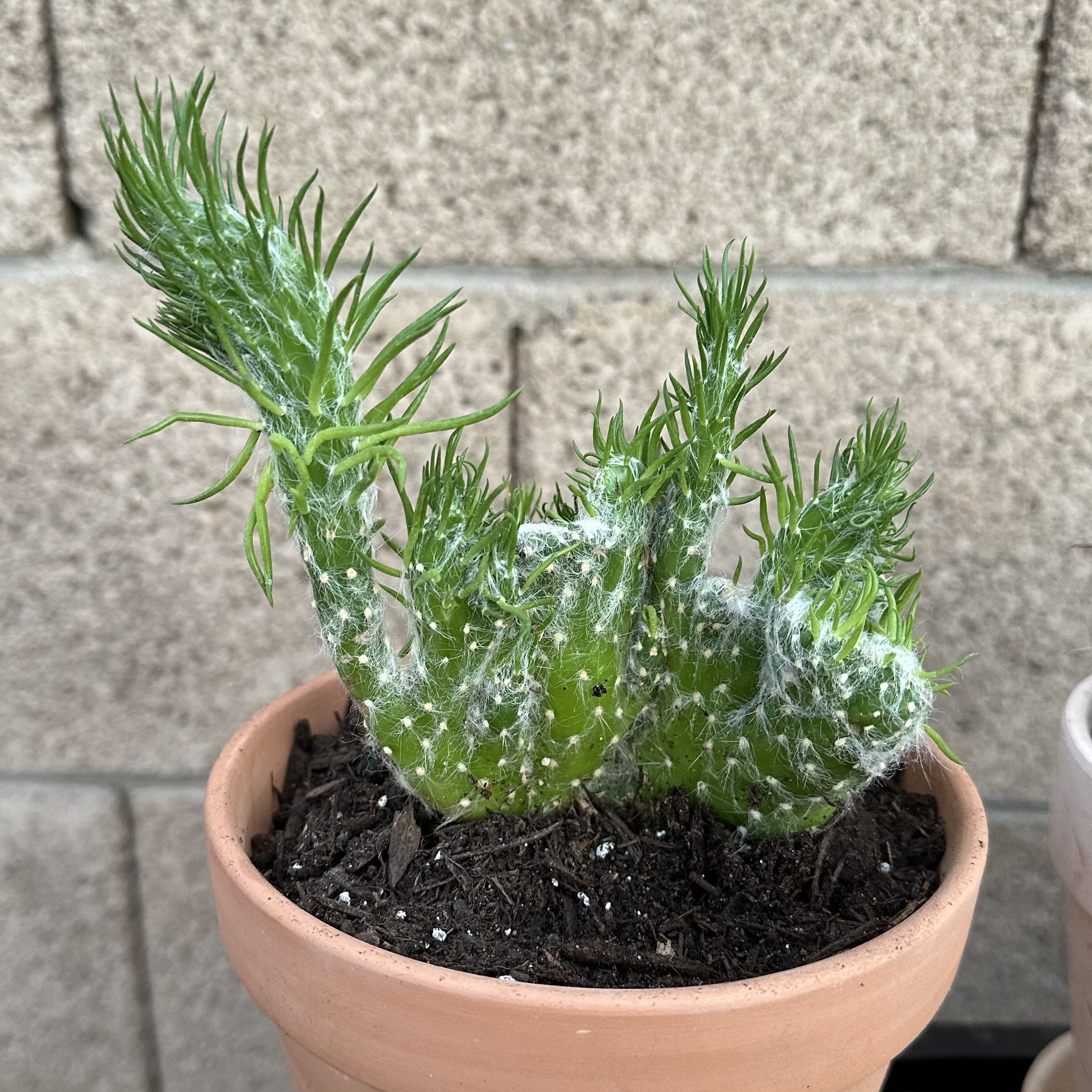 Photo of the plant species Crested Cotton Pole Cactus by @OodlesBalsamfir named Crested Cotton Coral on Greg, the plant care app