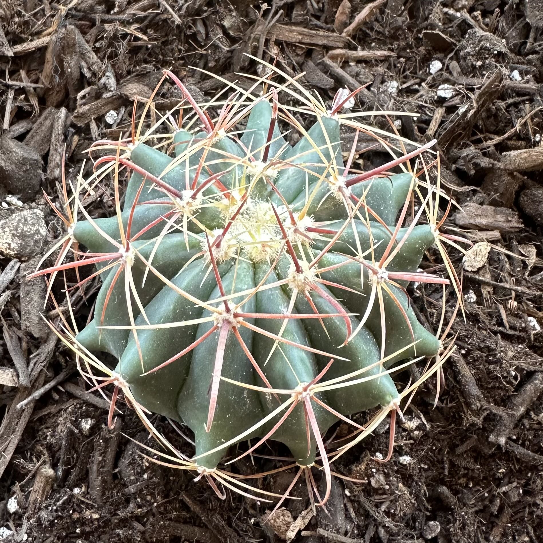 Photo of the plant species Ferocactus herrerae by @OodlesBalsamfir named Twisted Barrel on Greg, the plant care app
