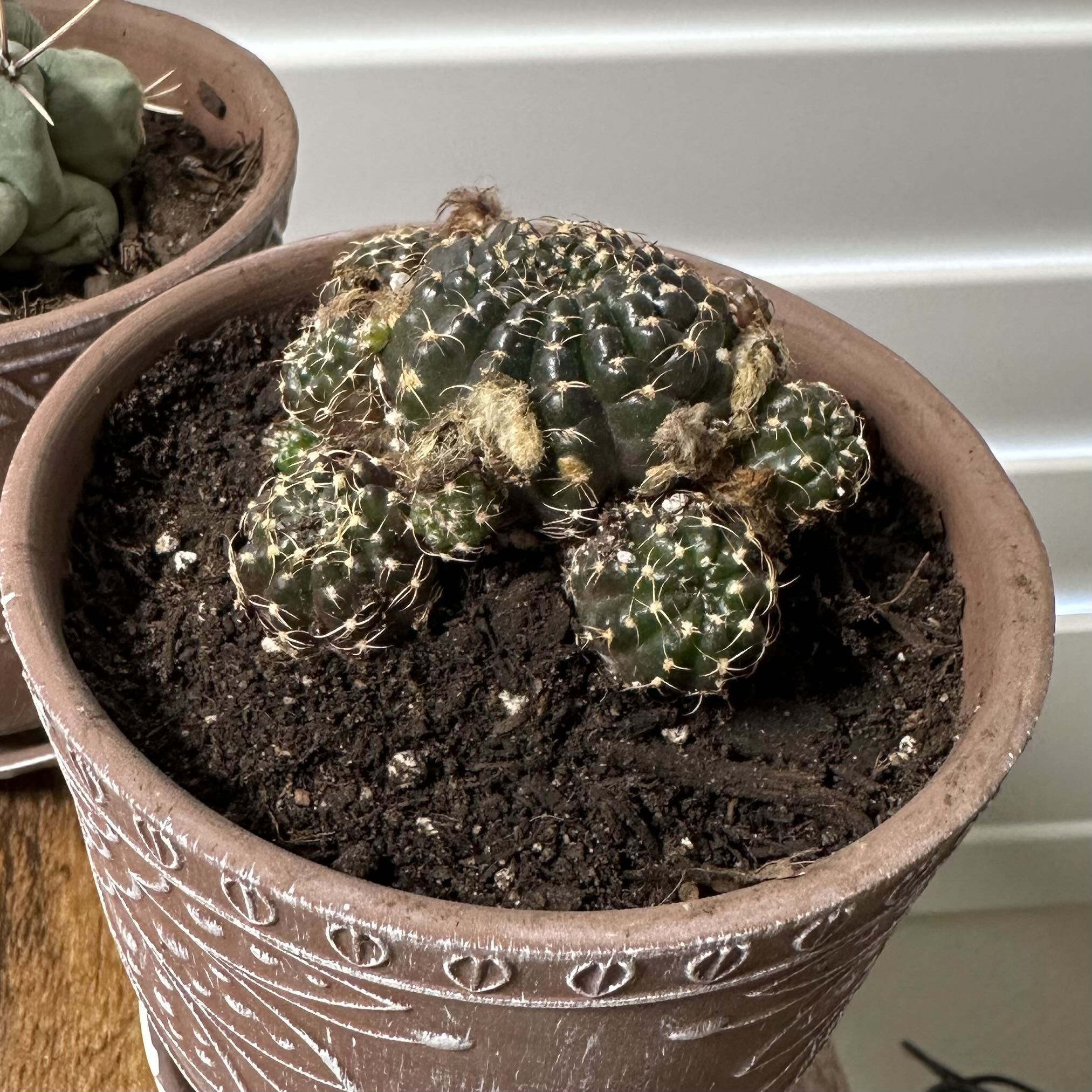Photo of the plant species Spider Web Cactus by @OodlesBalsamfir named Leaf Erickson on Greg, the plant care app
