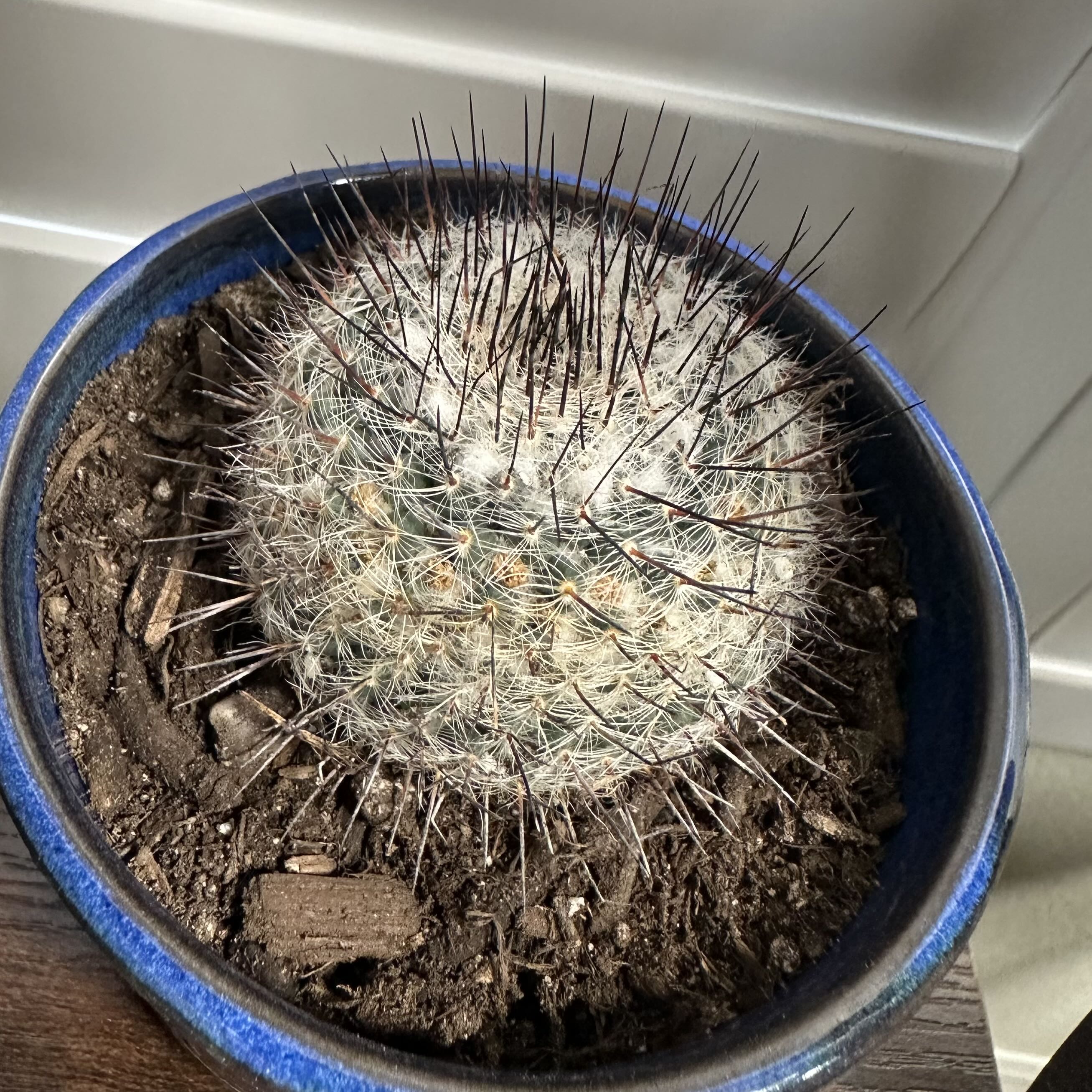 Photo of the plant species Mammillaria riteriana by @OodlesBalsamfir named Aristotle on Greg, the plant care app