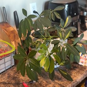 Photo of the plant species Hawaiian Schefflera by @HeirCrassula named Dax on Greg, the plant care app