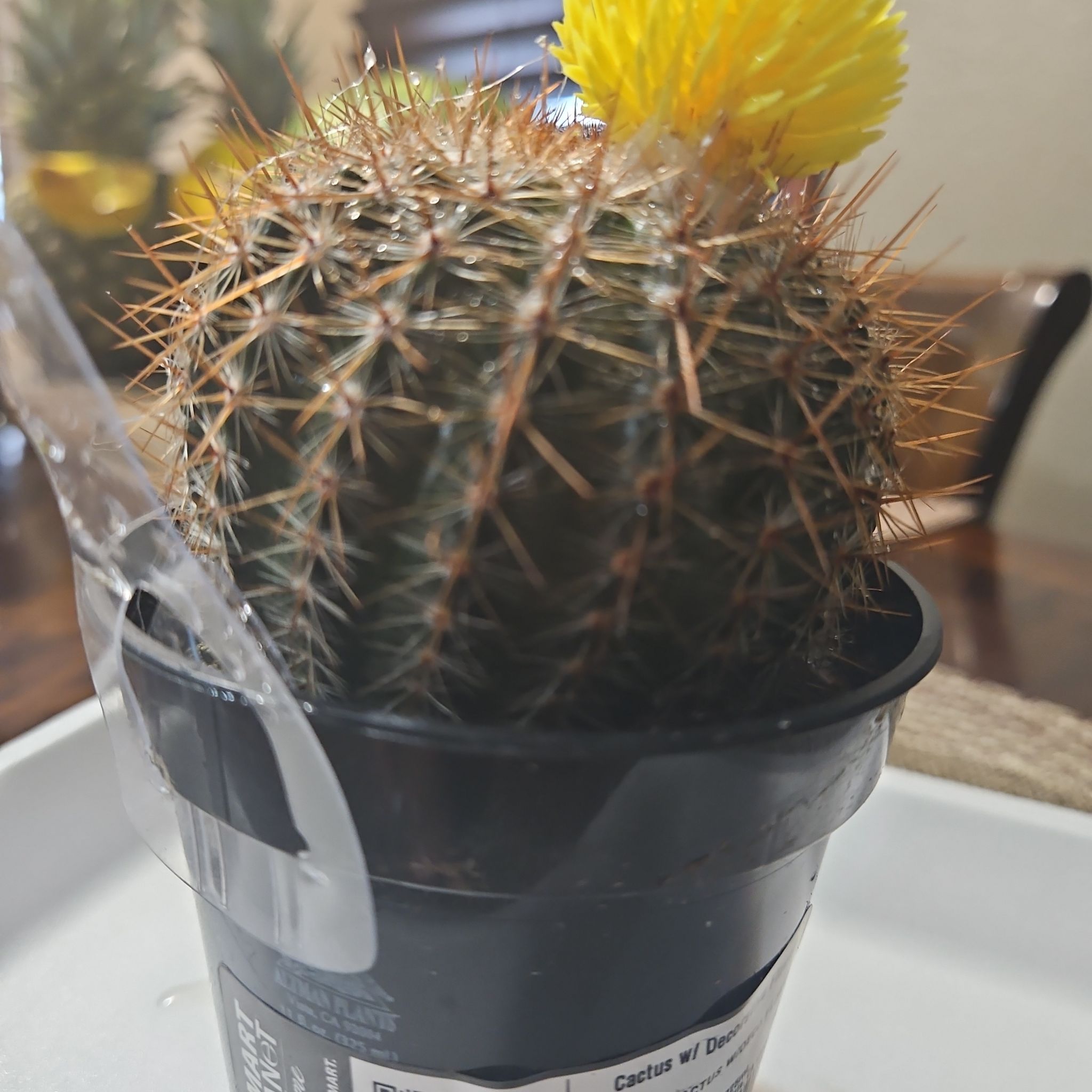 Photo of the plant species Cactus by @miggyiluv named Tupac on Greg, the plant care app