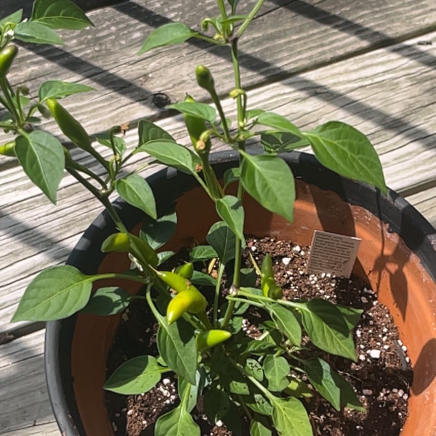 Cheyenne Chilli Pepper plant in a pot with green leaves and developing peppers.