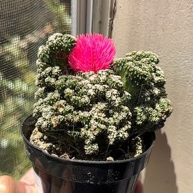 Photo of the plant species Cactus by @ProphetCorrea named Dolores on Greg, the plant care app