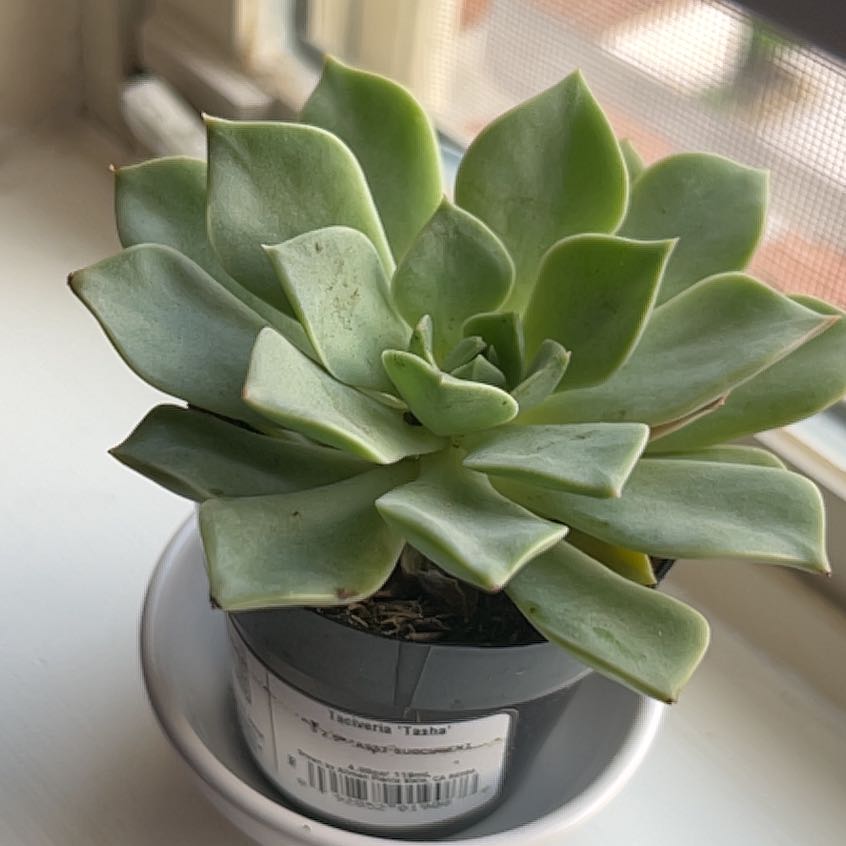 Healthy Taciveria 'Tasha' succulent in a small pot on a windowsill.