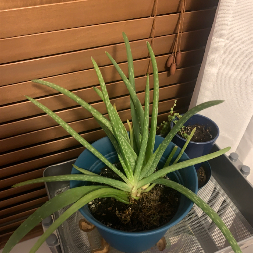 Aloe vera plant photo by @rileyd.789 named Friend on Greg, the plant care app.